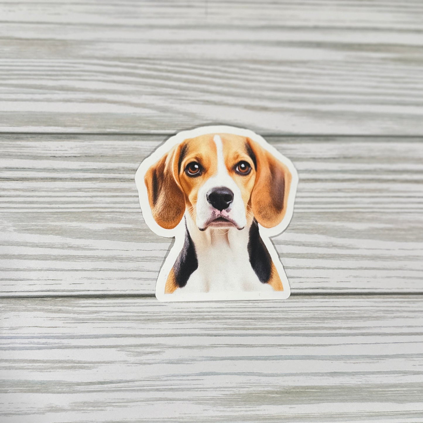 Beagle